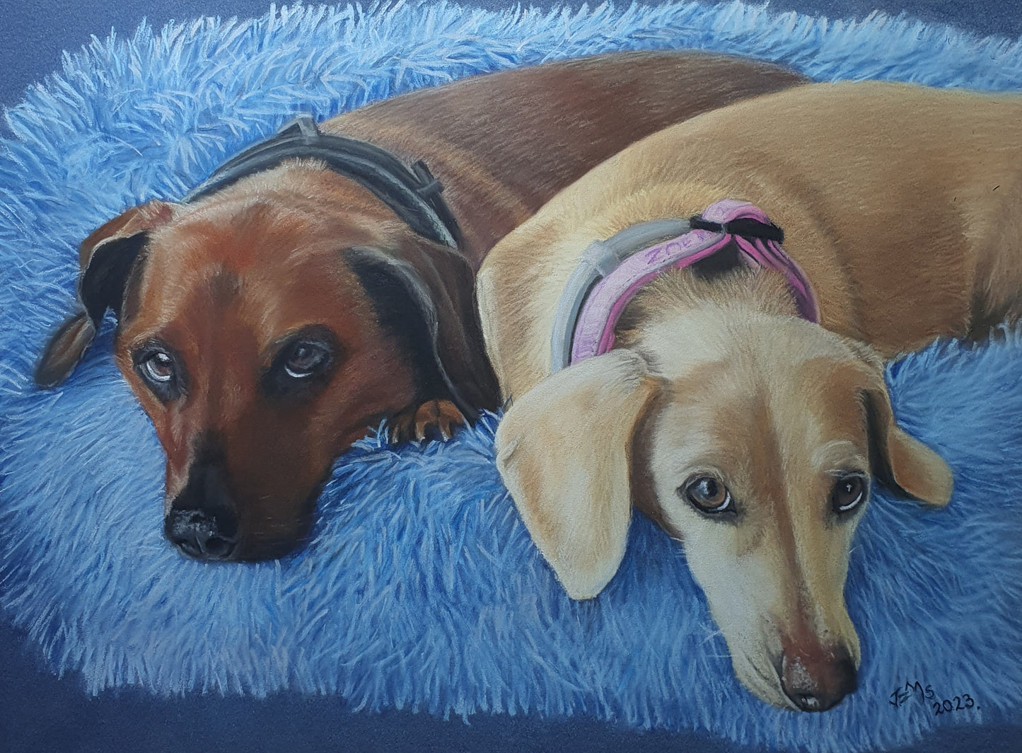 Pet Portraits