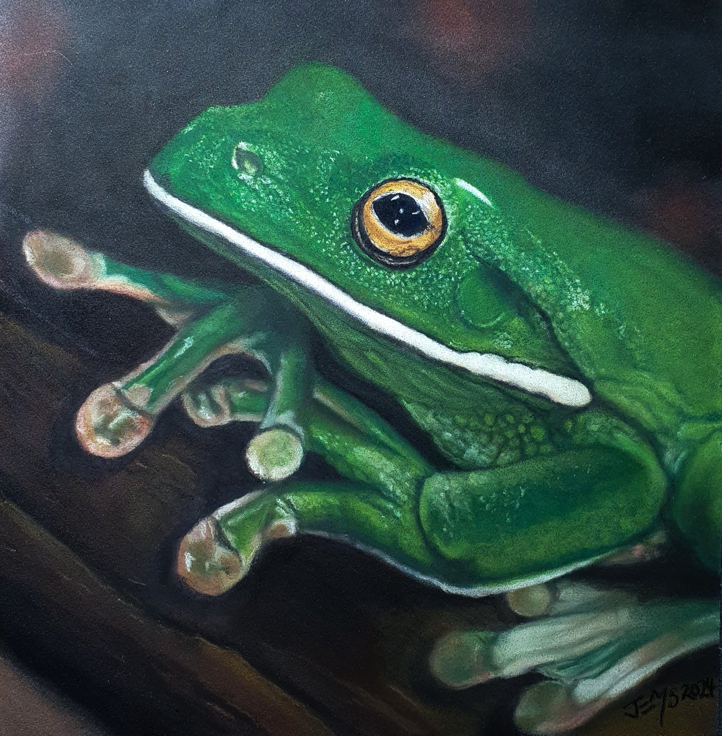 Animal Magnets- The Frog- Printed Australian Animals