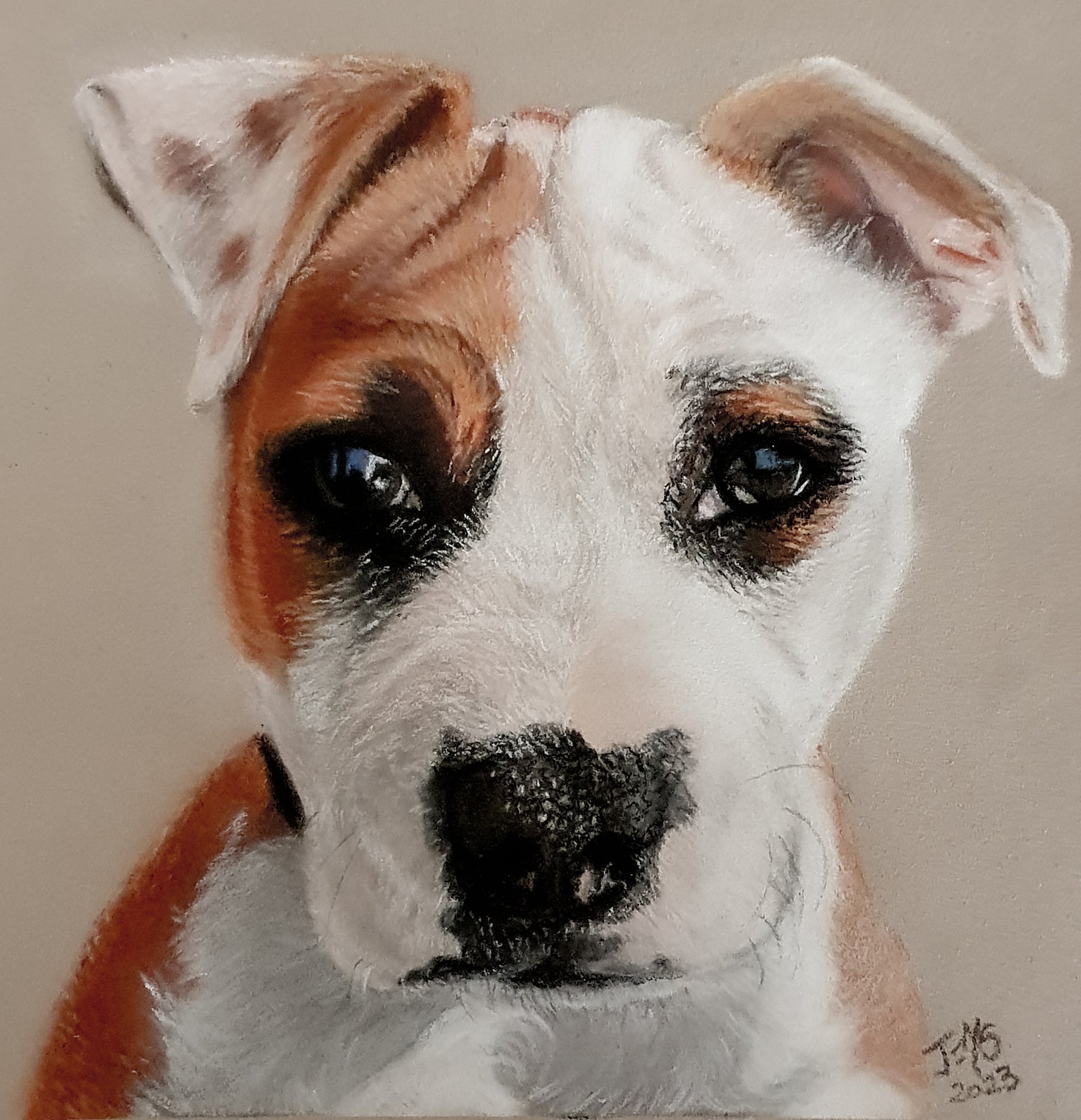 Australian artist dog drawing jems animal art