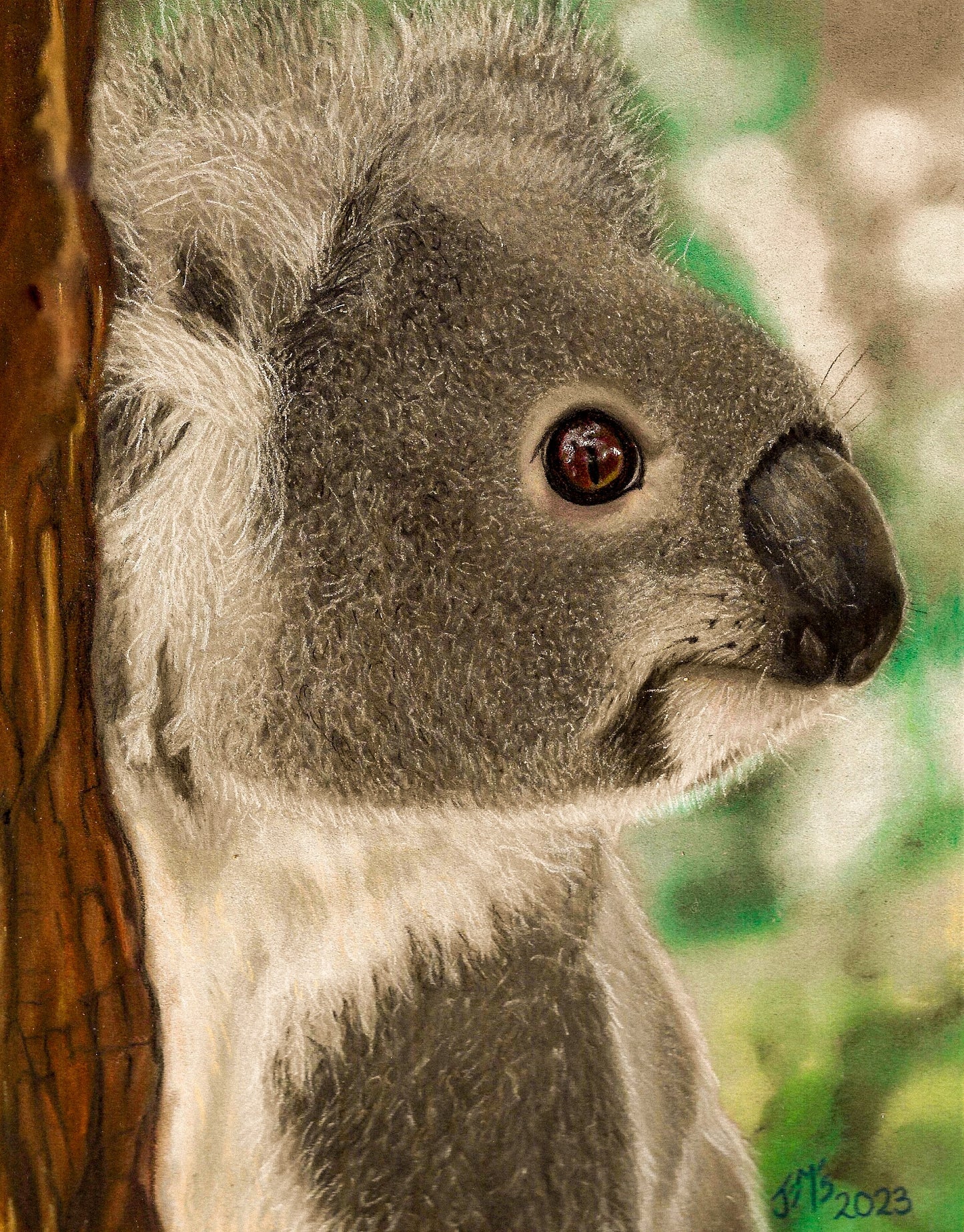 Animal Magnets- The Koala - Printed Australian Animals