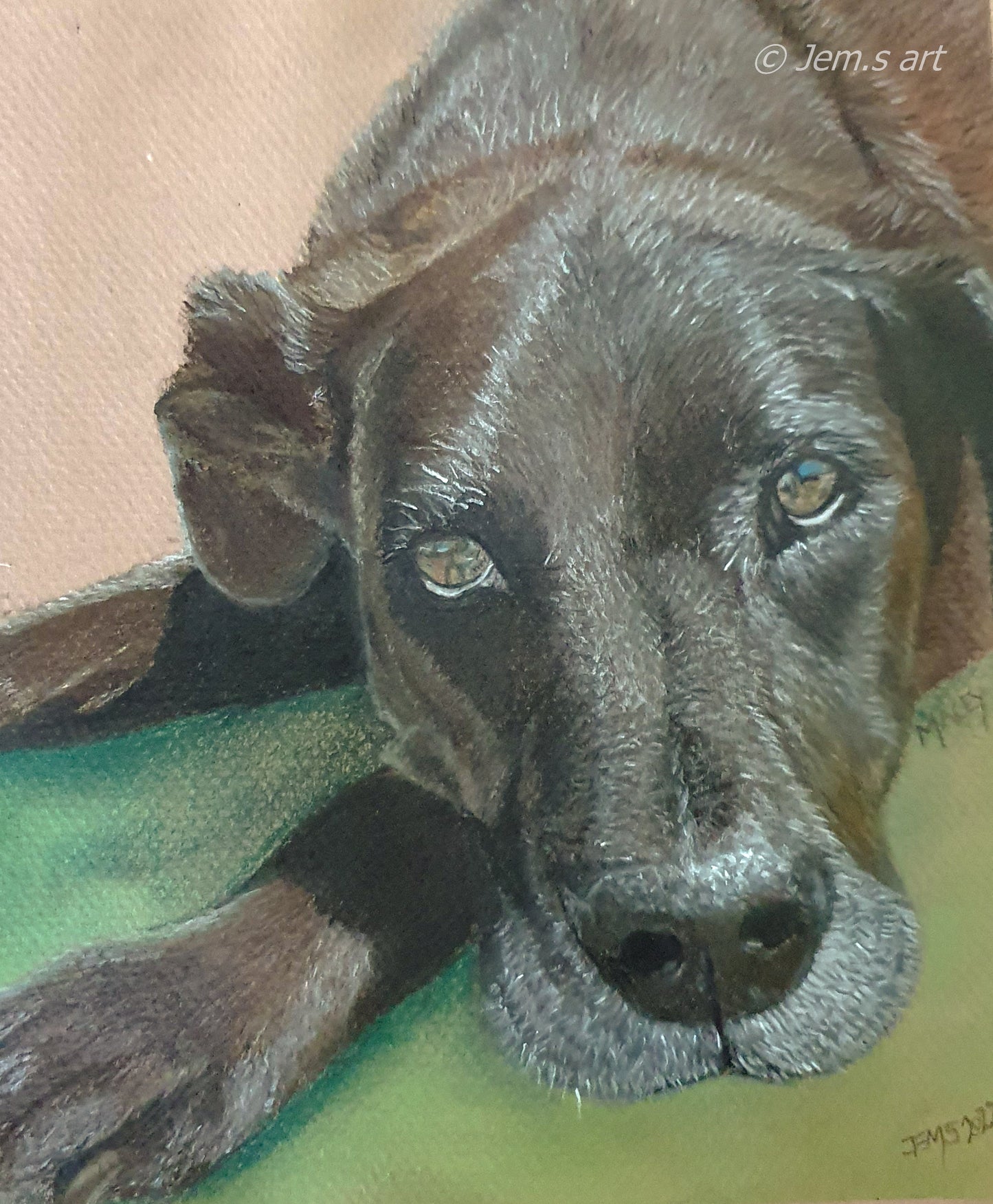 Pet Portraits