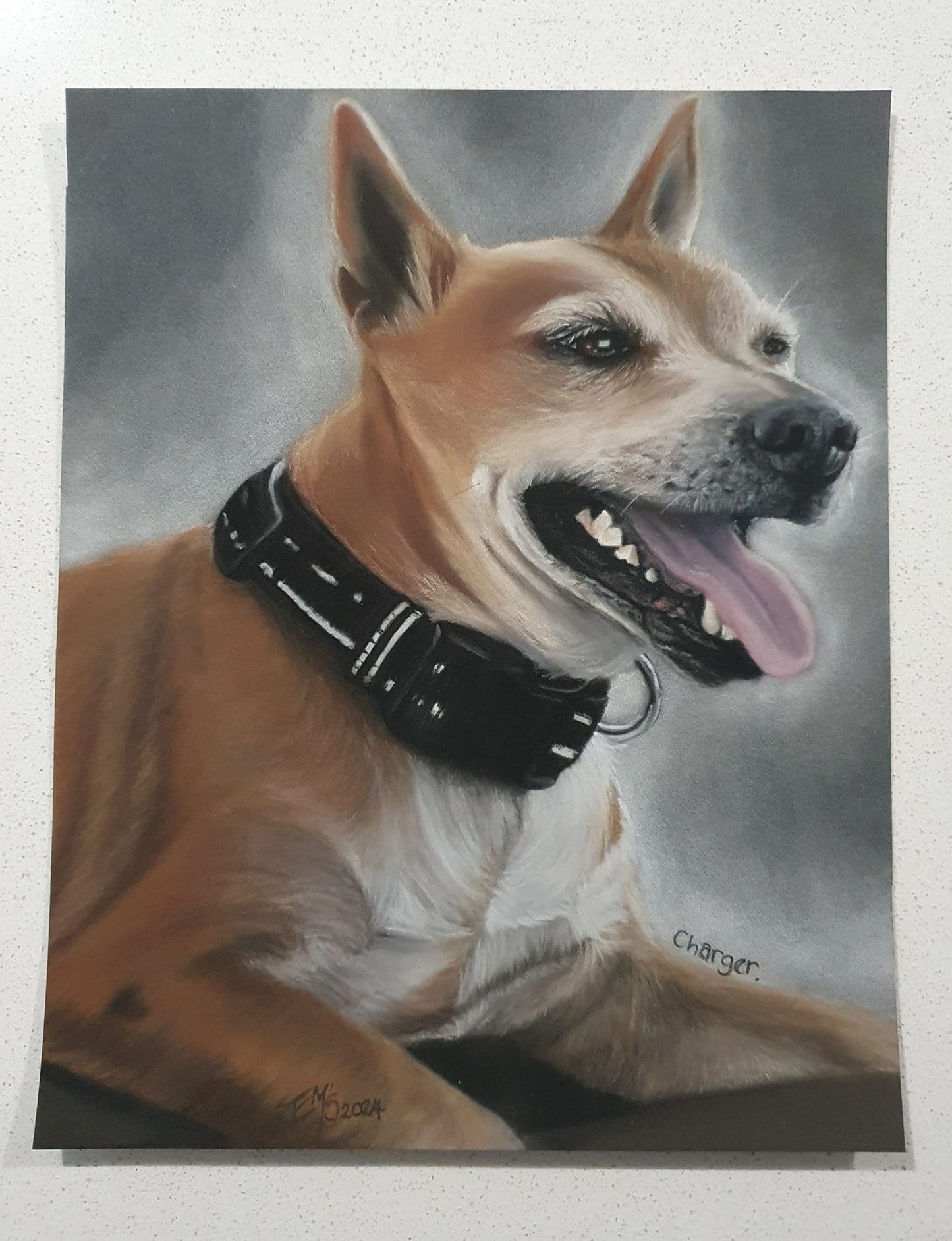 Pet Portraits